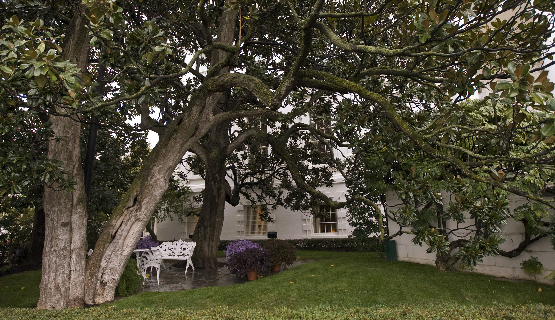 White House to remove historic Jackson Magnolia