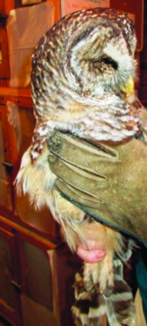 Officers rescue owl in Fairfax County