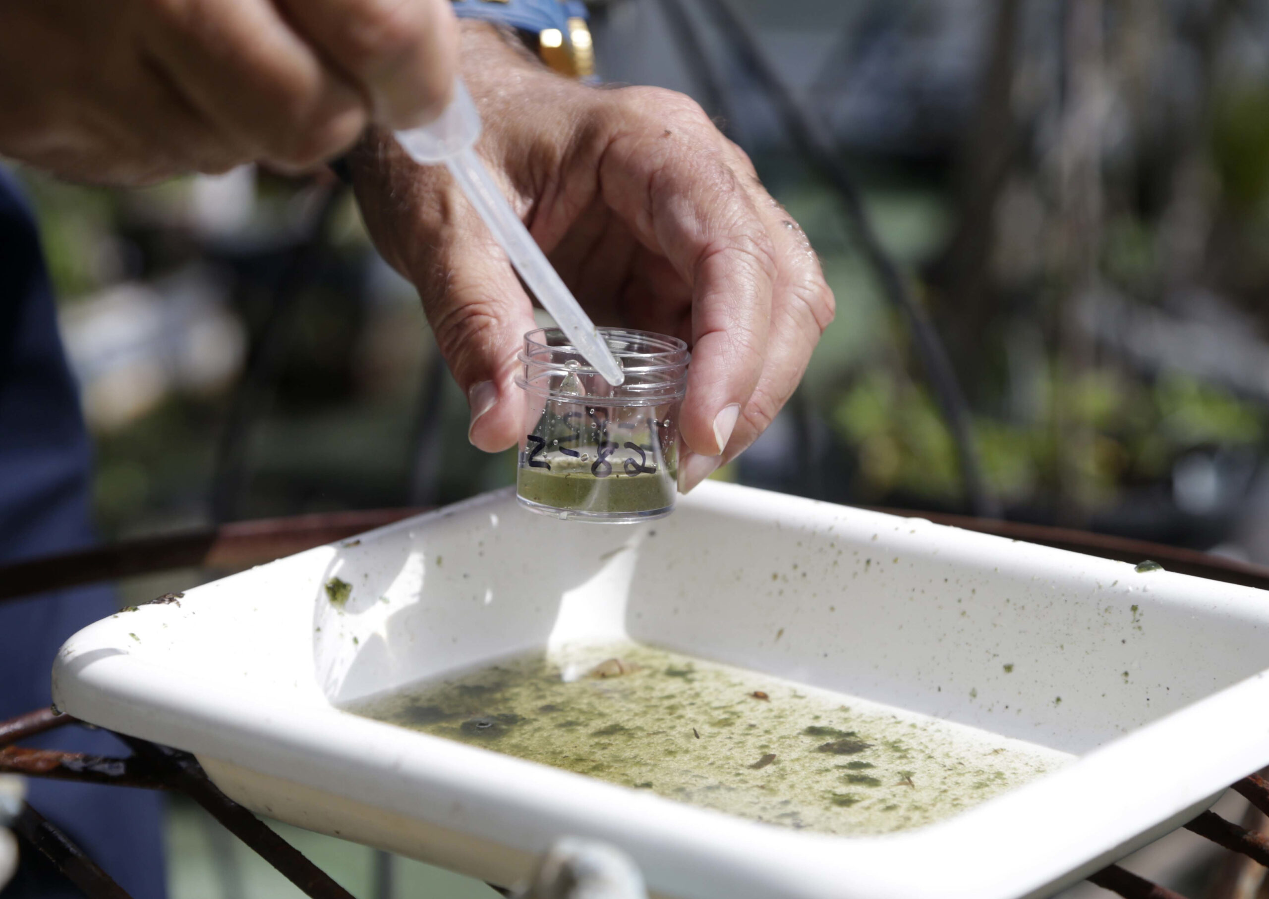 Florida: Mosquitoes are transmitting Zika in the U.S.