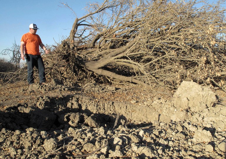 California almond farmers face tough choices