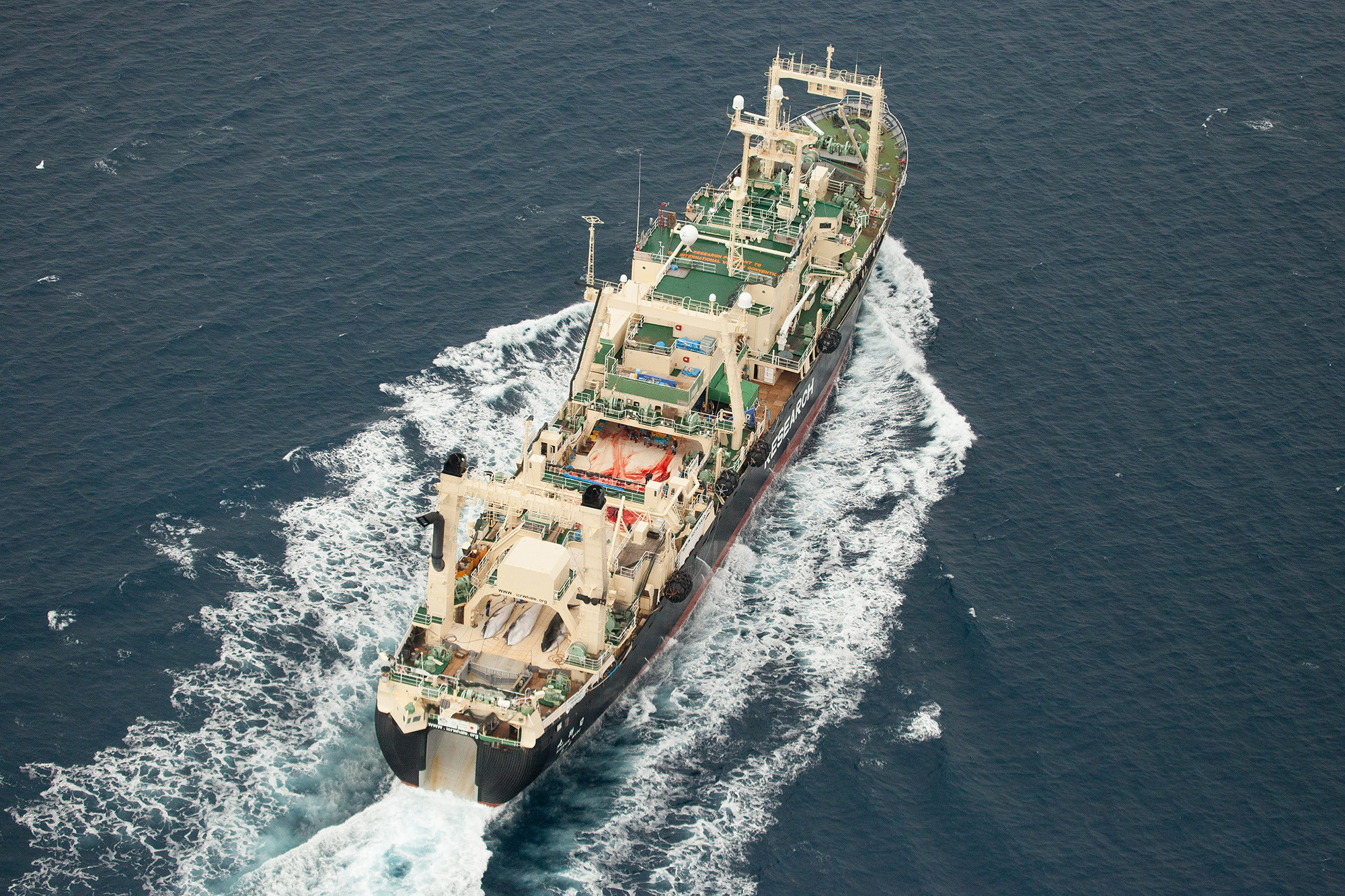 Japan seeks to resume Antarctic whaling next year