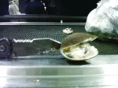 Man caught with cocaine-filled clams at Dulles