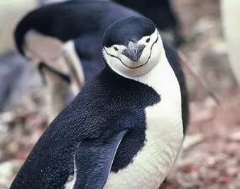 Penguin Suit