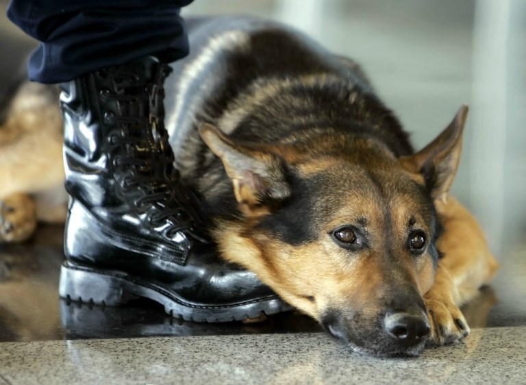 Petition organizers claim that the dogs were trained in Louisiana and that Eastern Security's top executives are U.S. citizens.