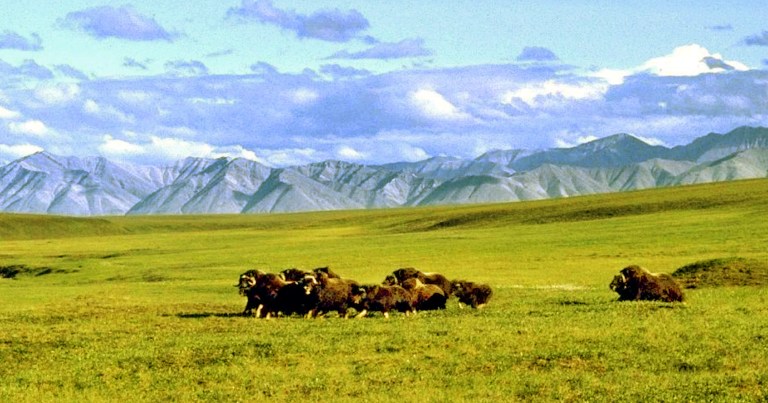 Republicans in Congress have long pressed to allow energy exploration in a 1.5 million-acre section of the Alaskan refuge, where billions of barrels of oil lie beneath the refuge's coastal plain. (AP Photo/Arctic National Wildlife Refuge, File)