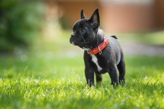 California leads from behind on pet welfare