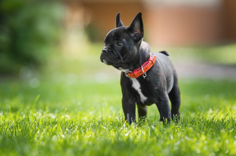A new bill in California is based on a very old and very false narrative about dog breeders that's heavy on emotion and light on facts. (iStock photo)