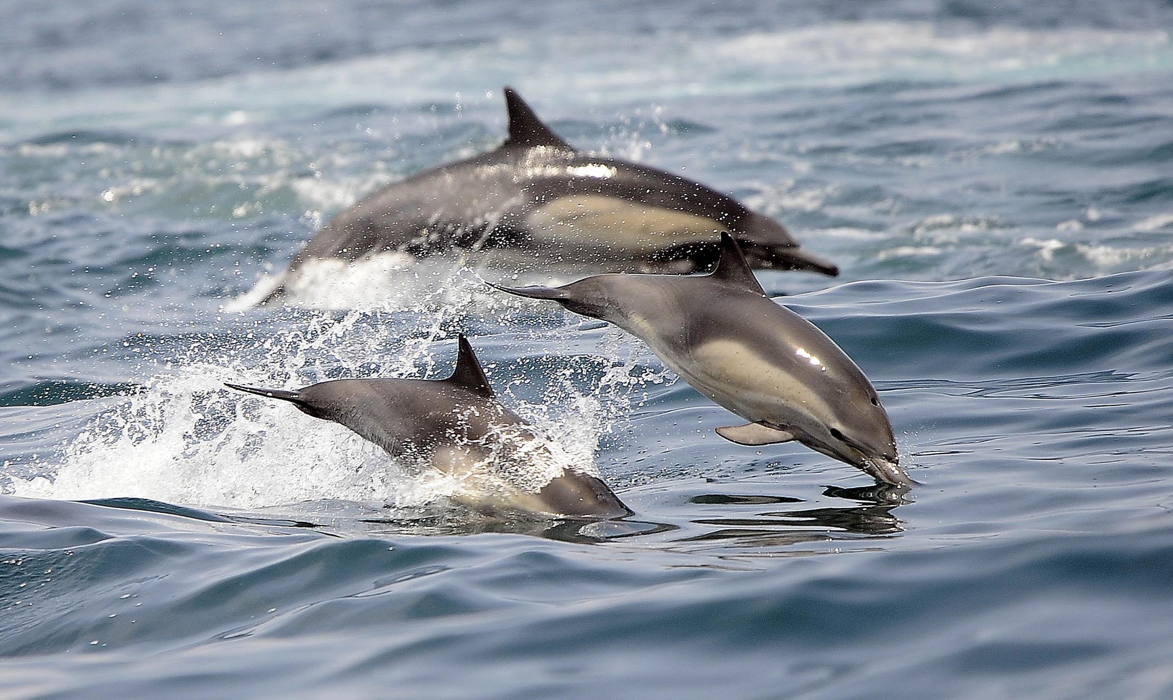 Oil industry says seismic surveys don’t kill dolphins