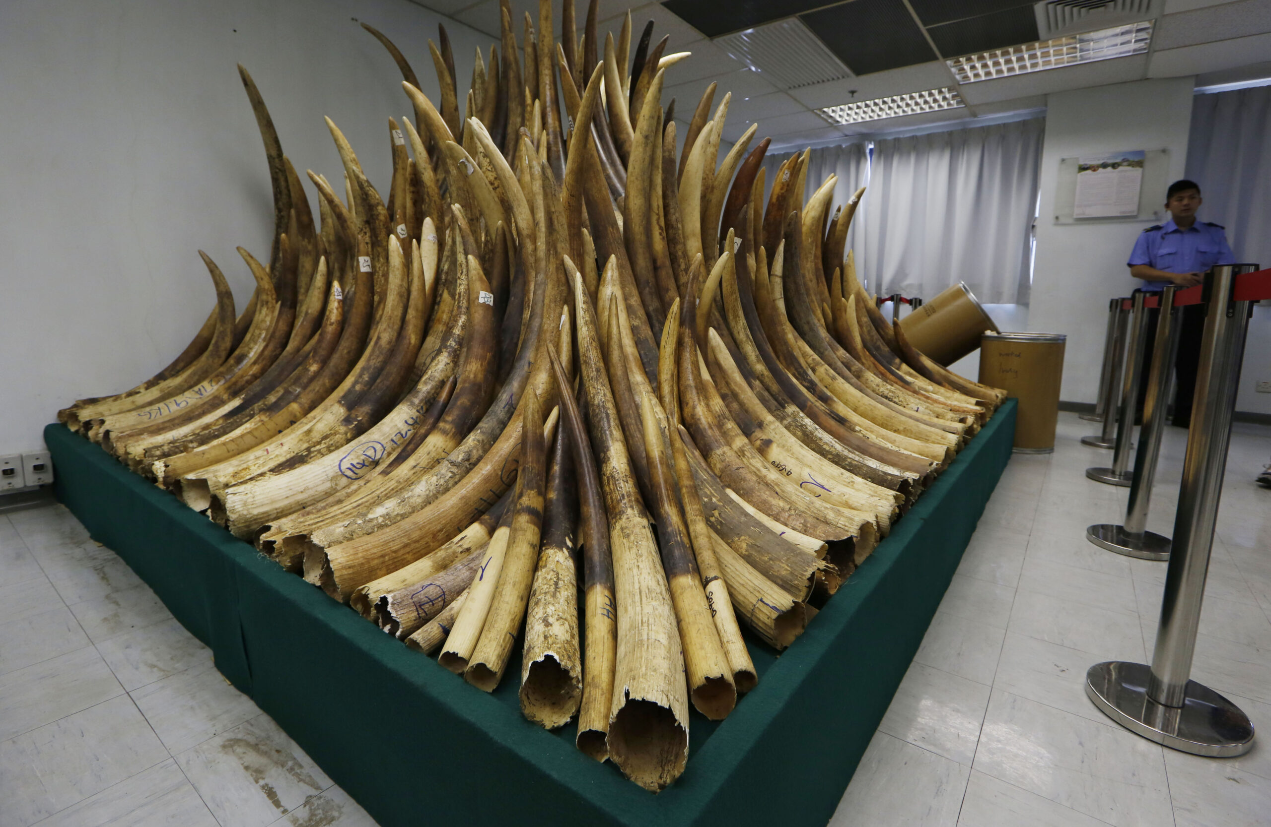 Hong Kong starts destroying ivory cache