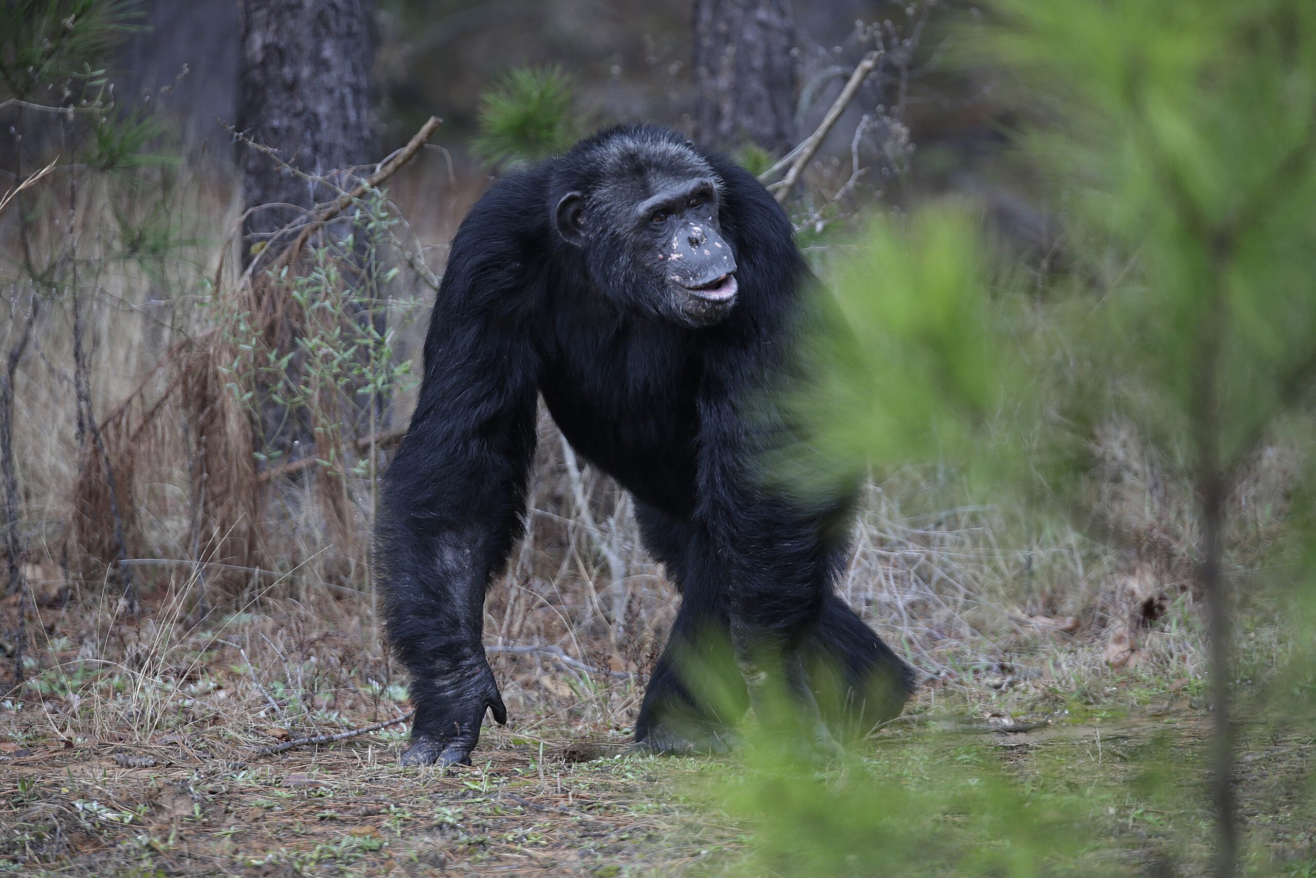 NIH chimps head for retirement