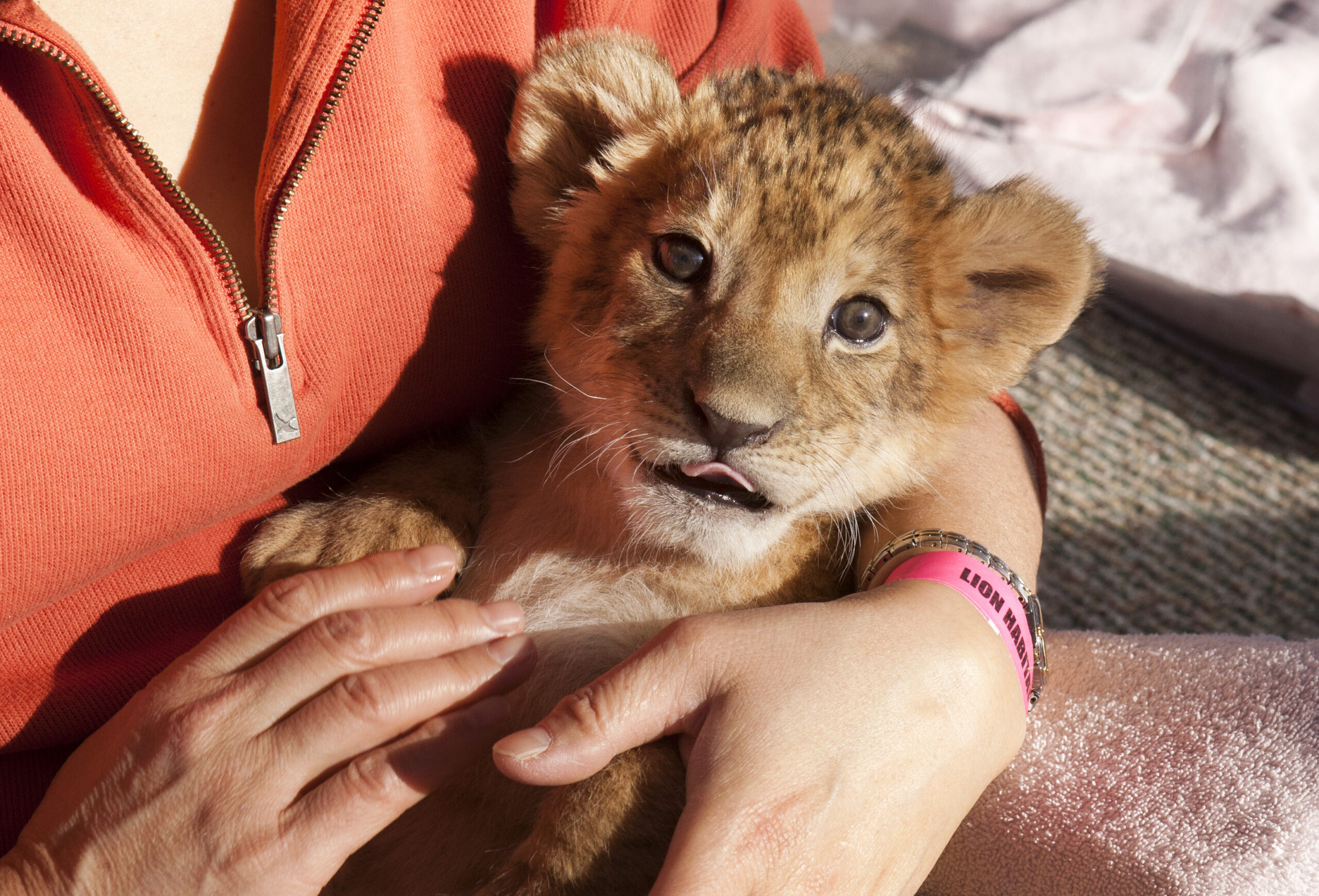 Lion habitat features big cats that worked at MGM