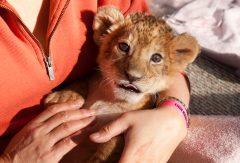Lion habitat features big cats that worked at MGM