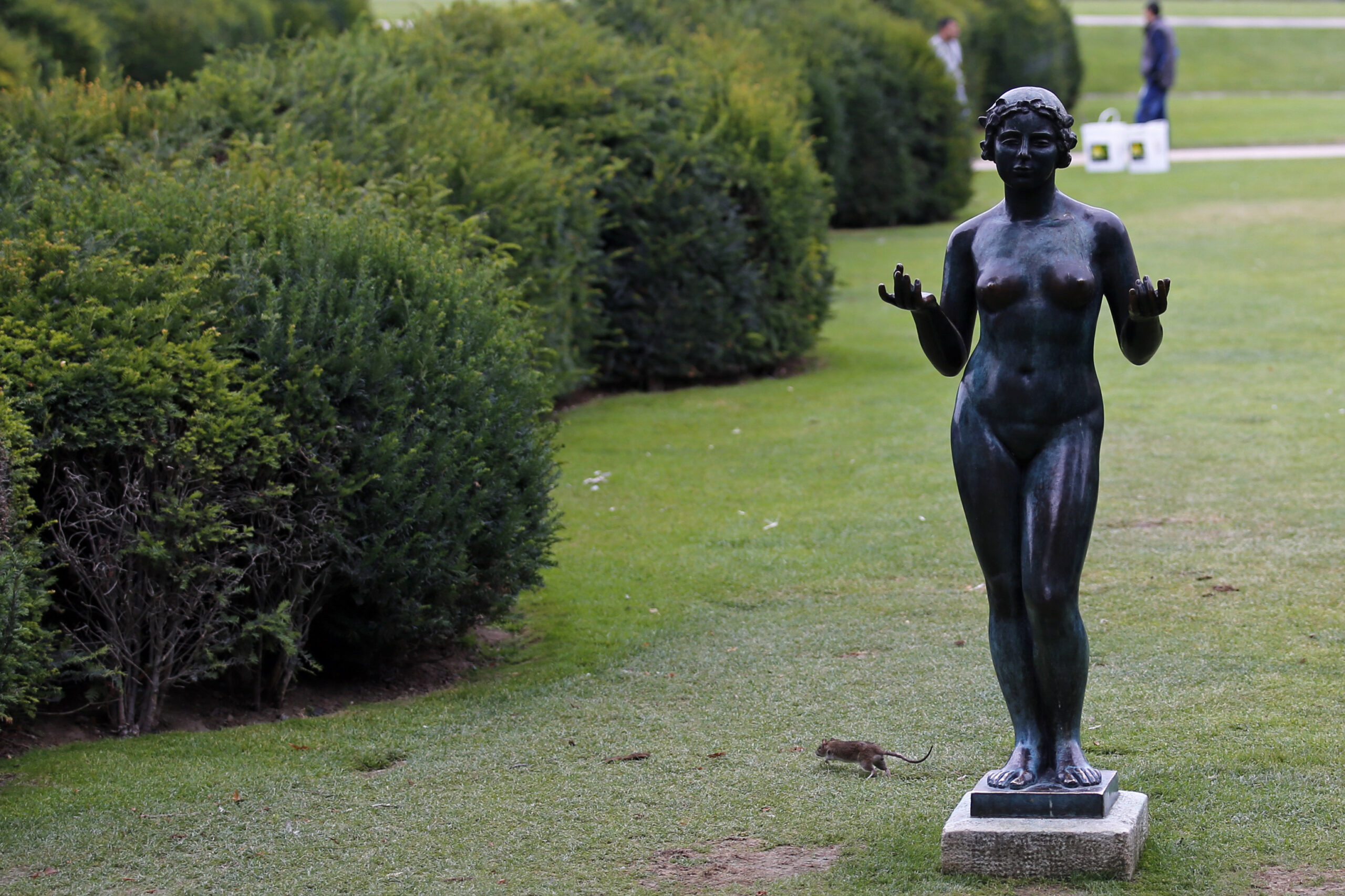 Elegant Louvre Garden in Paris infested with rats