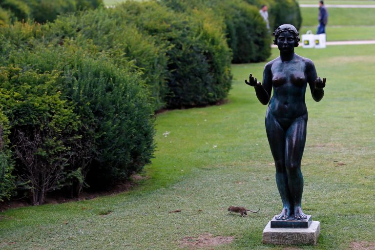 A rat runs next to a Maillol Statue in The Tuileries gardens of the Louvre Muesum in Paris, France, Tuesday, July 29, 2014. Rats have been on the rampage on the grass in broad daylight, defying death threats from sanitation workers. (AP Photo/Francois Mori)
