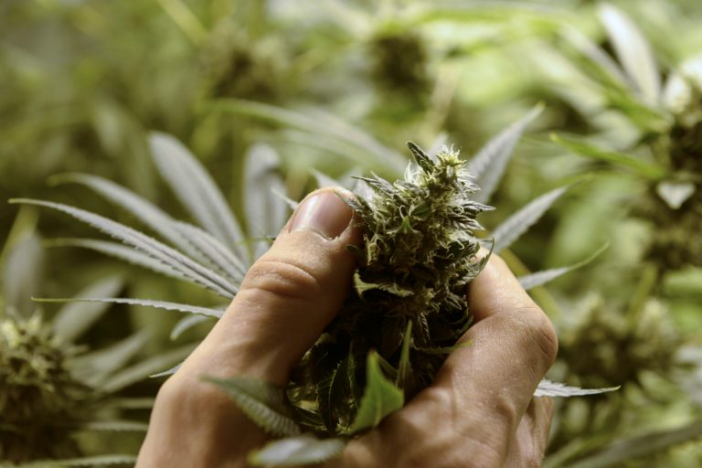 FILE - In this Dec. 18, 2013 file photo, Juan Palese, a marijuana grower, shows his crop outside of Montevideo, Uruguay. People in Uruguay who want to grow their own marijuana at home were able to register to do so Wednesday Aug. 27, 2014, as the government launched the latest phase in its first-of-its-kind legalization program. (AP Photo/Matilde Campodonico, File)