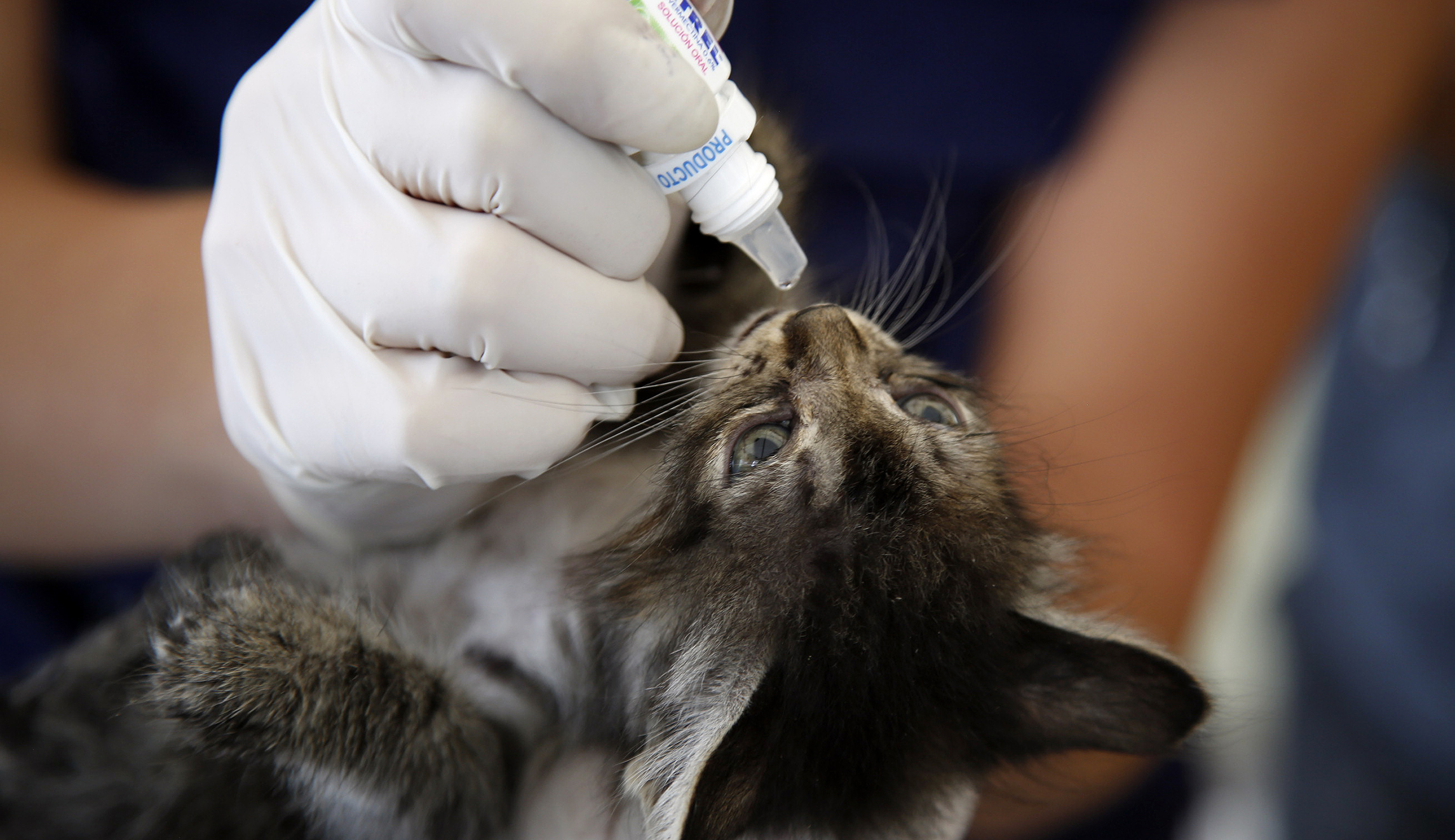 Federal spending bill includes historic effort to curb government animal tests
