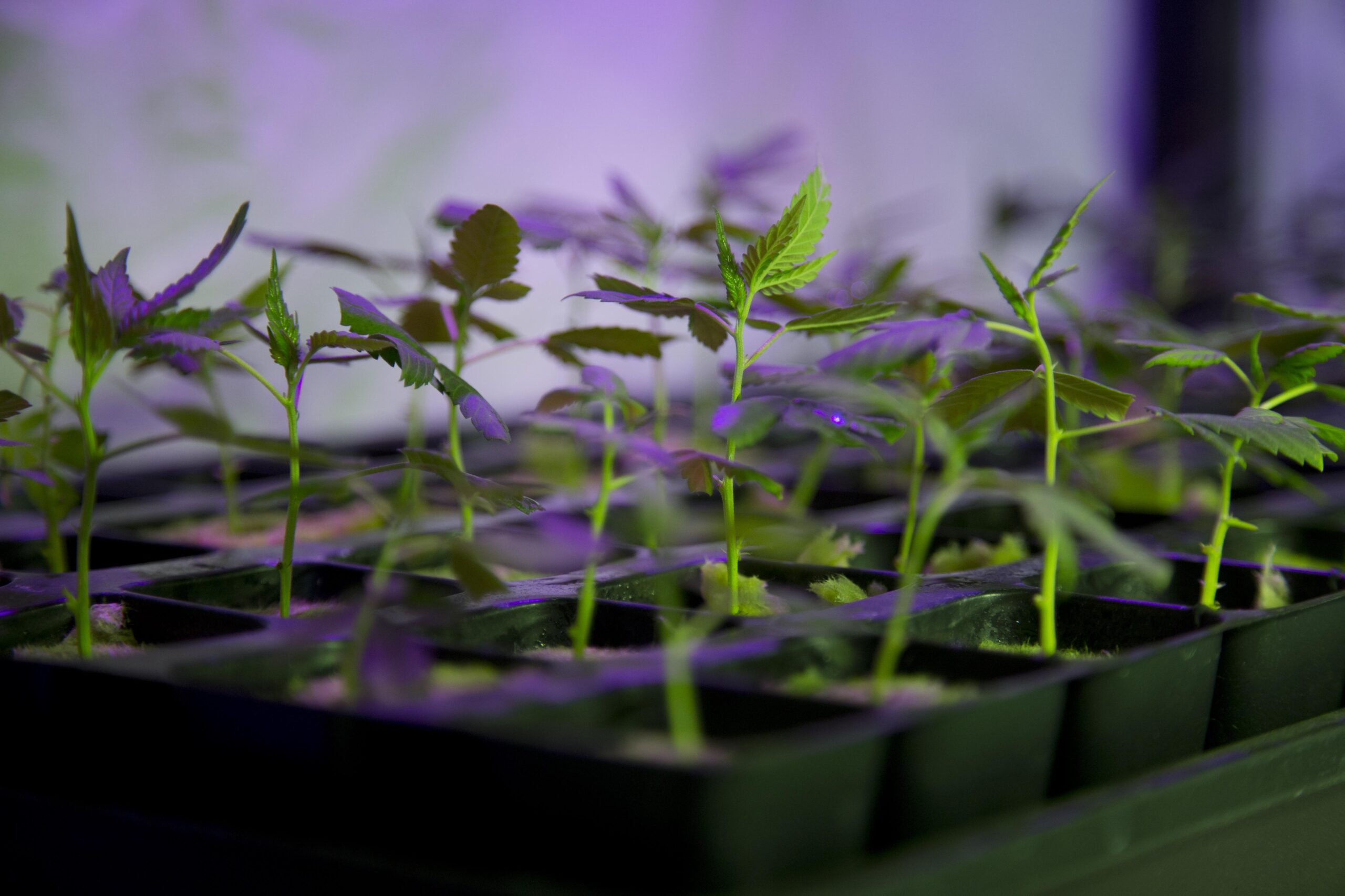 Ohio’s pot legalization ballot measure is really a crazy ambitious profit grab