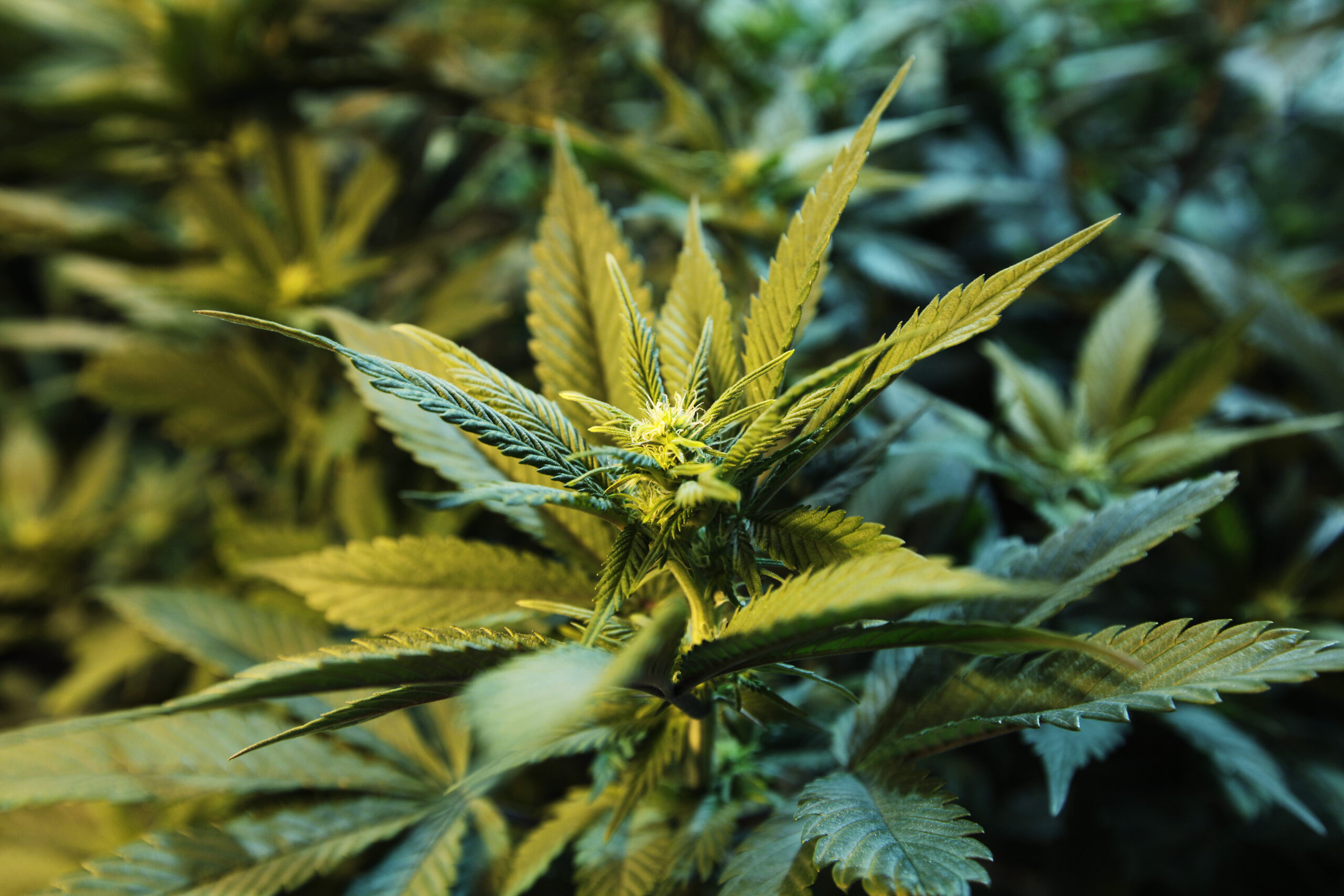 Medical pot laws and treats may send more kids to ER