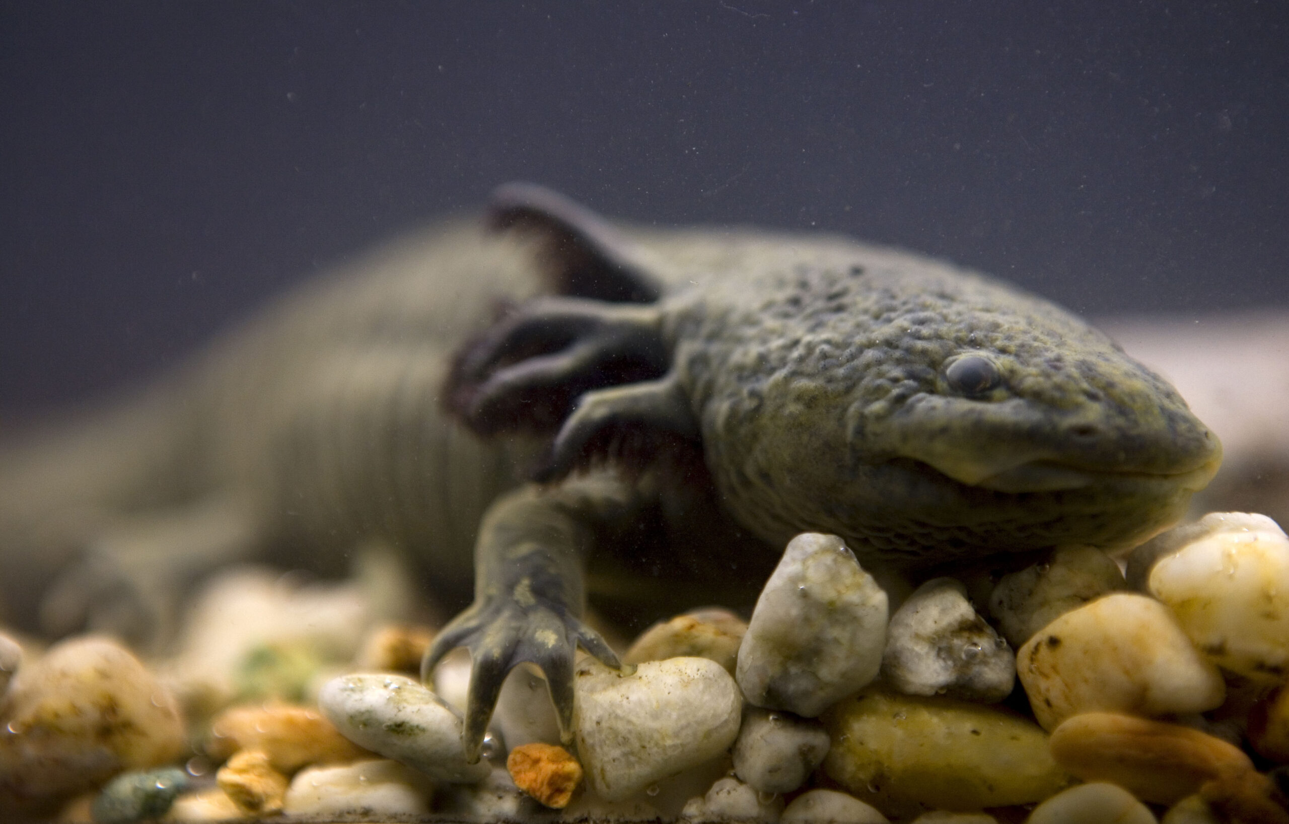 Mexico’s ‘water monster’ may have disappeared