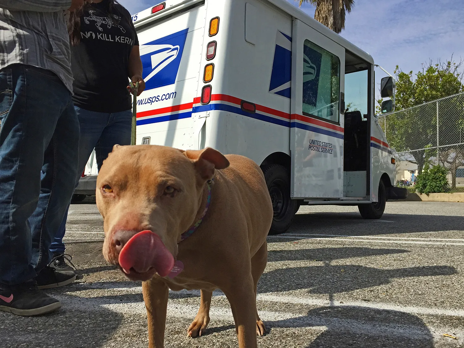 Postal worker dies after pack of dogs attacks her in Florida