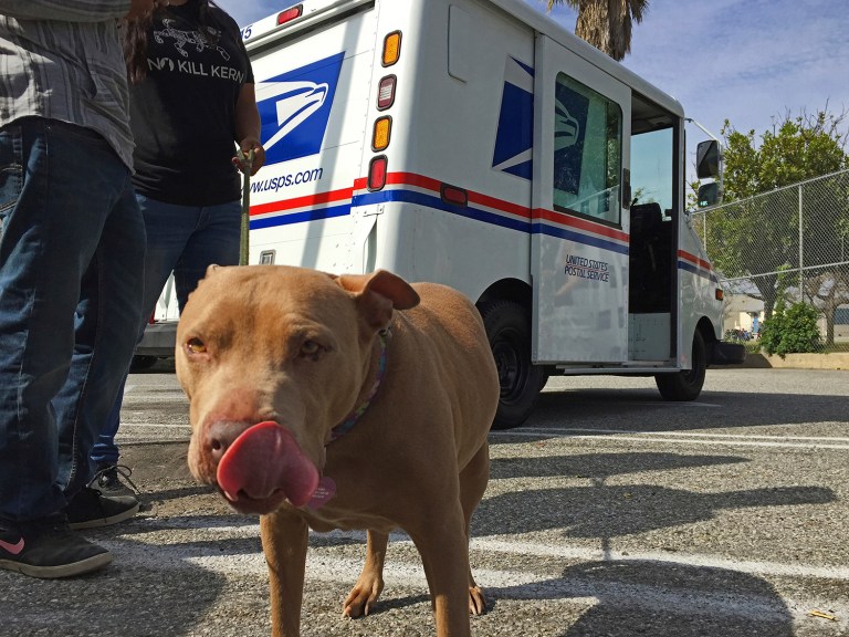 A pitbull named 