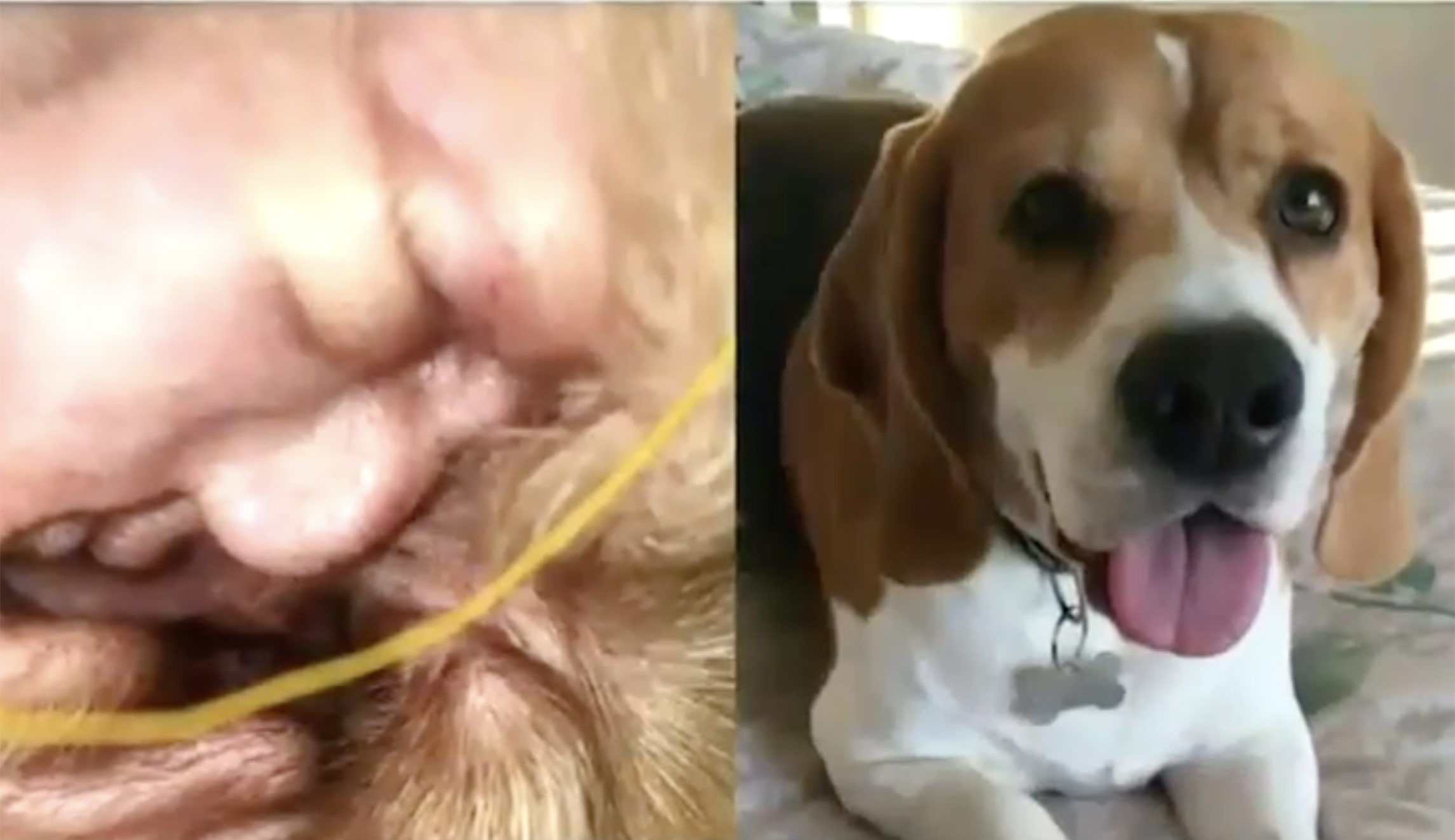 CNN airs segment on dog whose ear looks like Trump