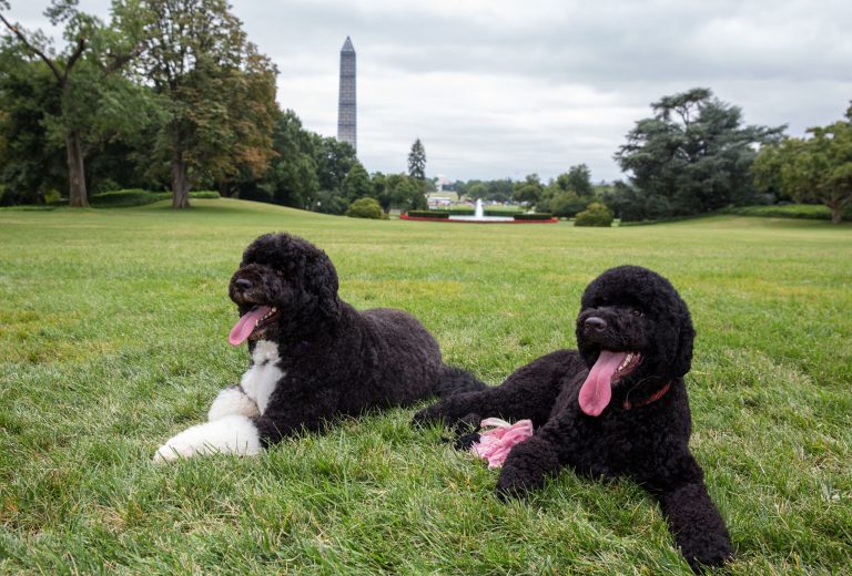   In this image released by The White House, Bo, left, and Sunny, the Obama family dogs, on the South Lawn of the White House, Monday, Aug. 19, 2013. The White House says the Obamas have added Sunny, a Portuguese Water Dog like Bo, to the first family. Sunny was born last June in Michigan and arrived at the White House on Monday. There's an old saying that if you want a friend in Washington, get a dog. It may be a sign of the times, then, that President Barack Obama this month got a second pooch. Summer, that time when kids cool off at the pool and adults gain fresh perspective on long beach walks, seems to have done nothing but harden the partisan divisions and rancor that permeate Washington. (AP Photo/The White House, Pete Souza)  