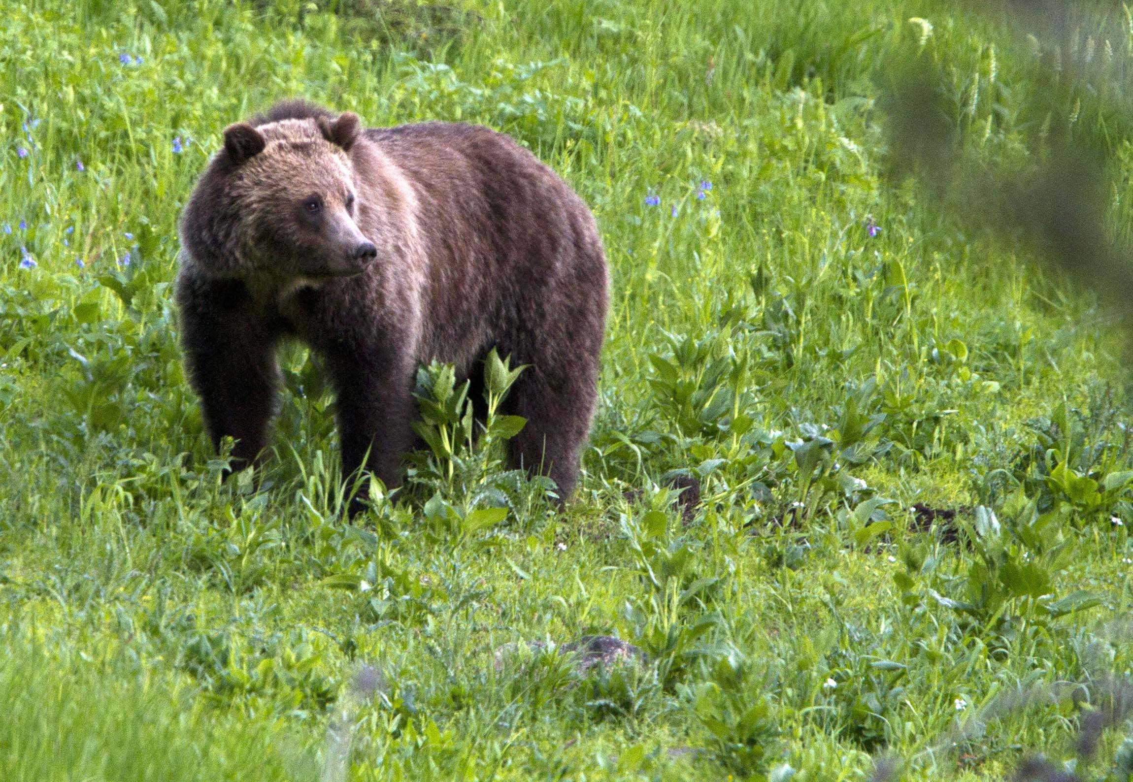 Feds propose taking Yellowstone grizzlies off endangered species list