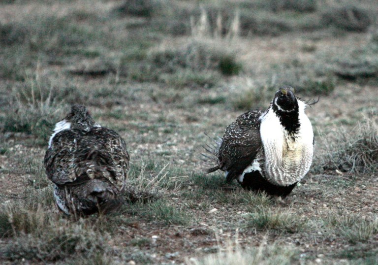 Energy project developers, both fossil and renewables, have been hindered by endangered species rules, with the protection of the sage grouse becoming of particular concern. (AP Photo)