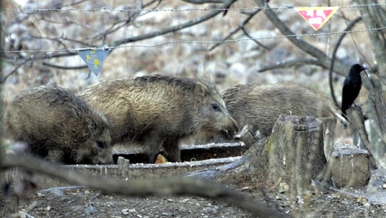 Feral pigs went on a rampage near a farmland south of Kirkuk, attacking Islamic State militants and killing three. (AP Photo/Lee Jin-man)
