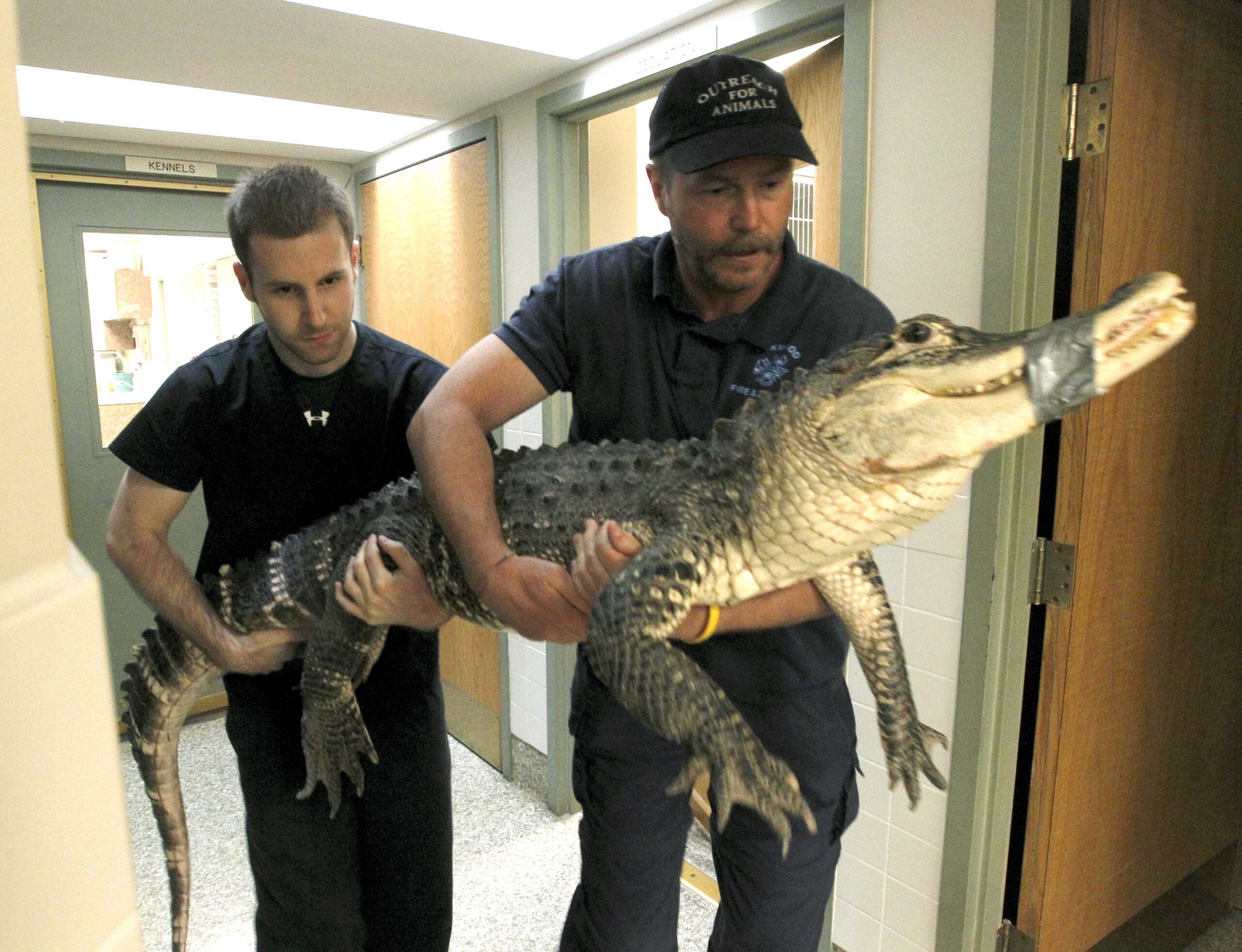 Gator taken from Ohio home, video showed taunts