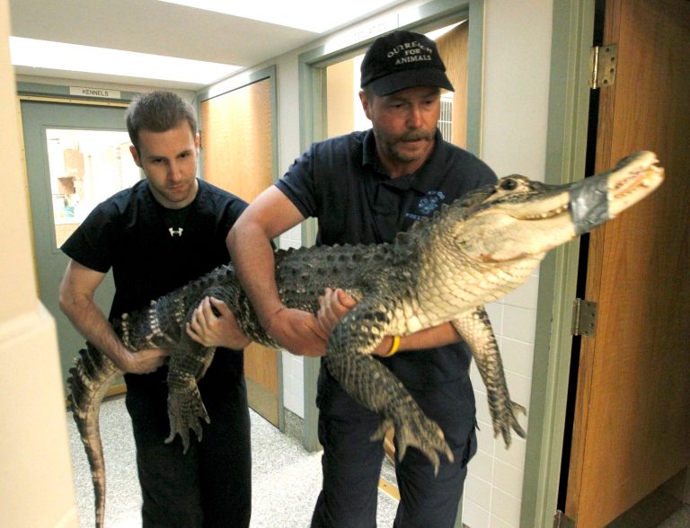 This Monday, June 3, 2013 photo shows Brandon Woods, left to right, an assistant veterinary technician at Dayton South Veterinary Clinic and Tim Harrison, director of Outreach for Animals carrying an alligator to an examination room at the Humane Society of Greater Dayton and Outreach for Animals in Dayton , Ohio. Authorities say animal cruelty charges may be filed against the man who was keeping a 7-foot alligator in his basement in suburban Dayton. (AP Photo/Dayton Daily News, Lisa Powell)