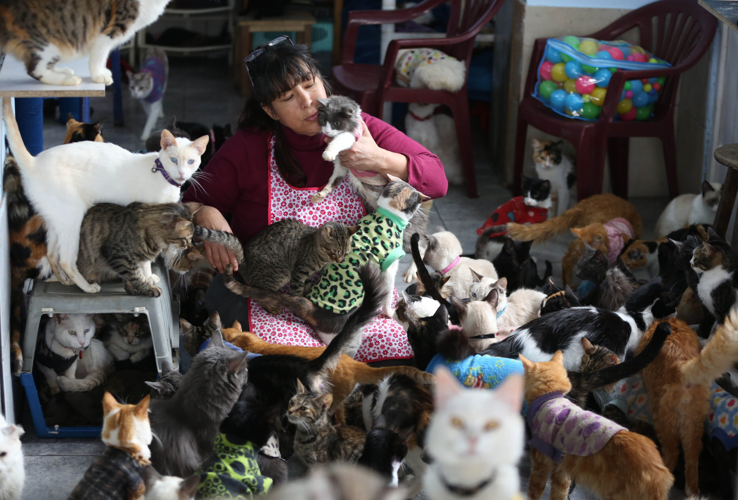 AP PHOTOS: Peruvian nurse cares for 175 sick cats