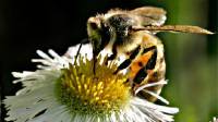 Honey bees are being endangered by a new type of pesticides. AP Photo.