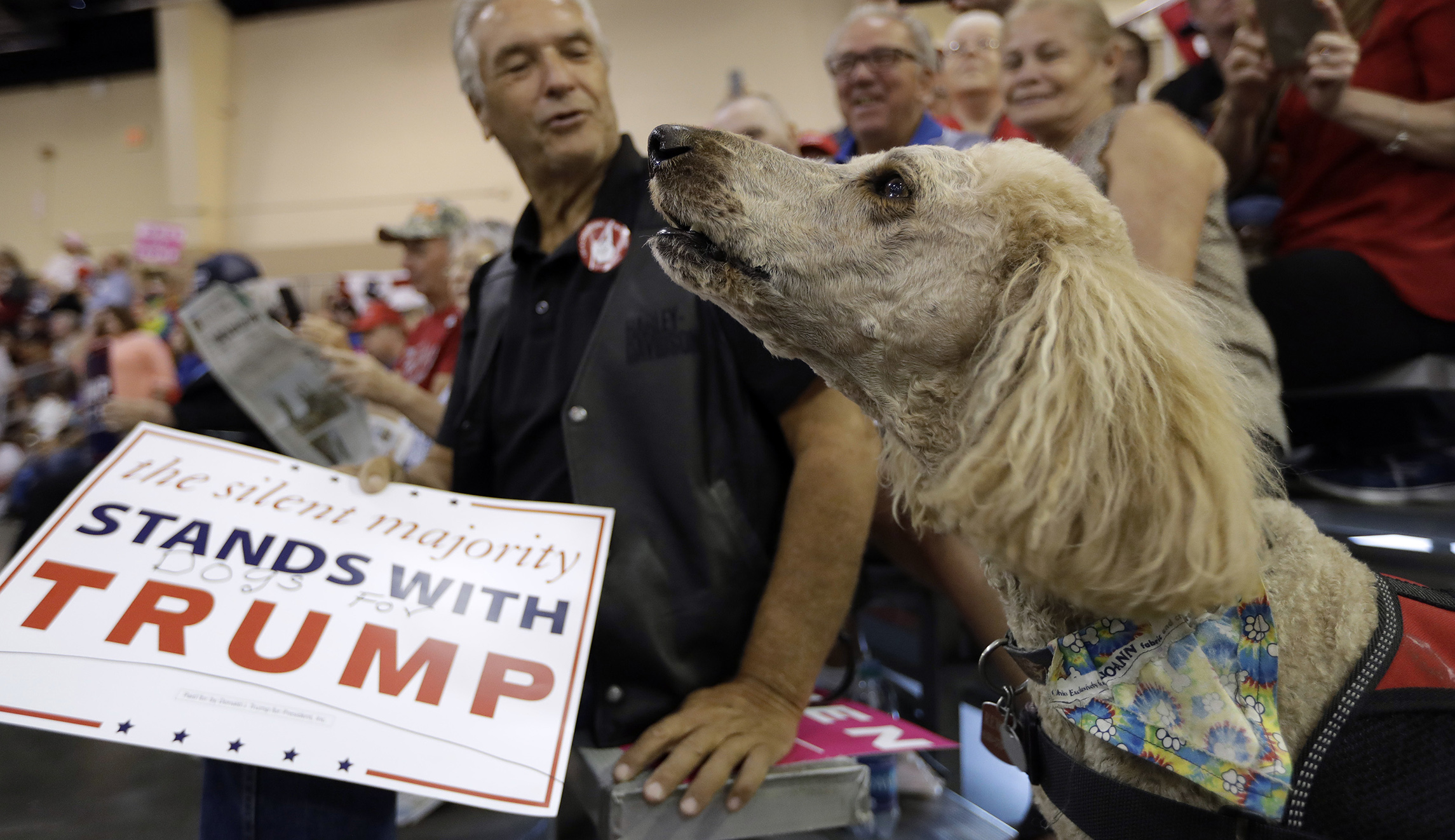 Why does Trump call everyone a dog?