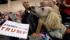 Why does Trump call everyone a dog?