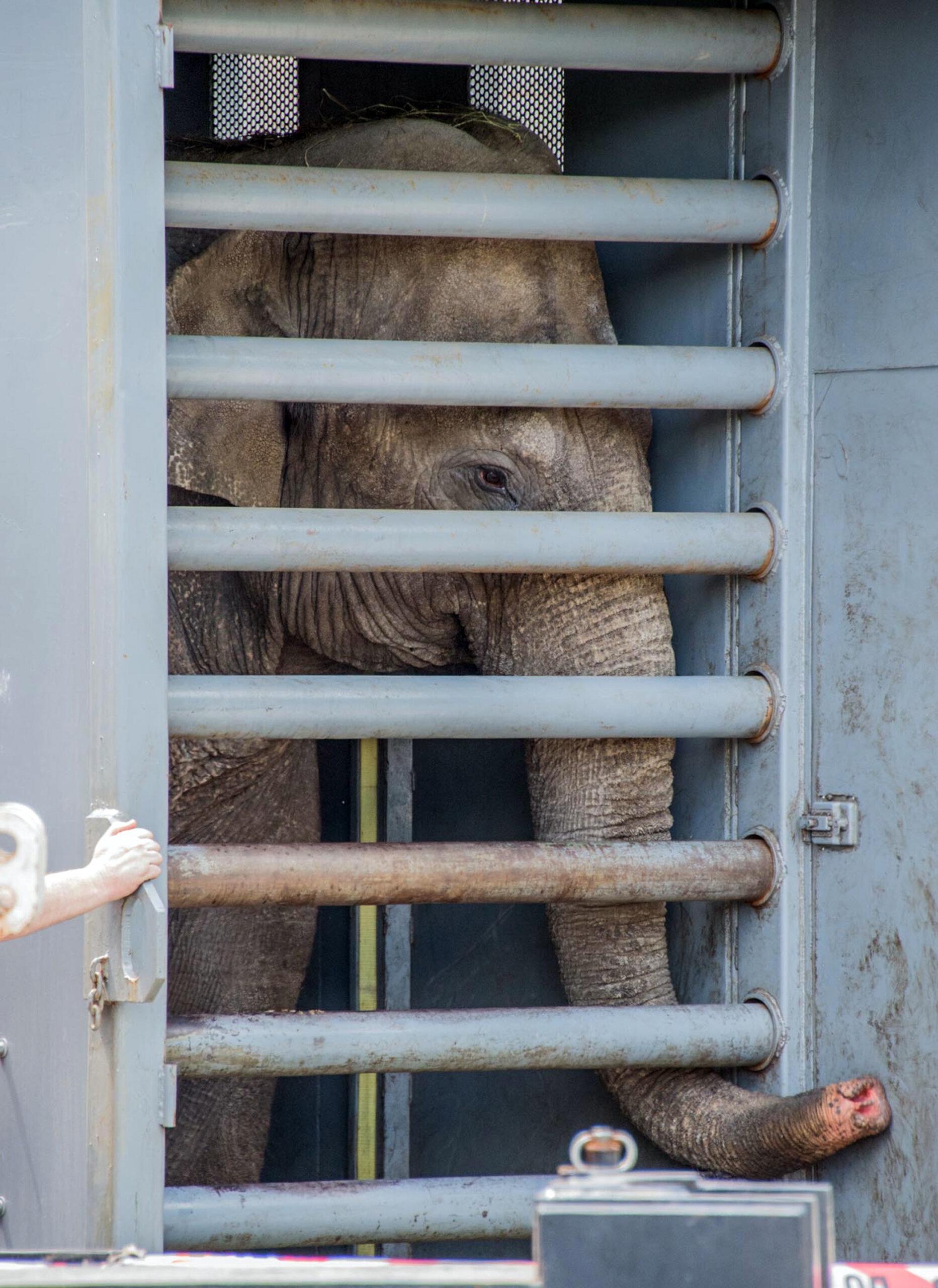 National Zoo welcomes 3 new elephants from Canada