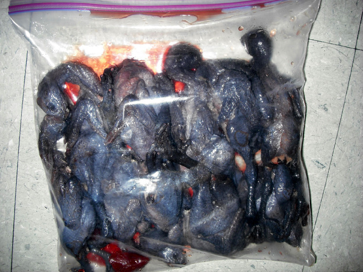 Foul fowl seized at Dulles Airport