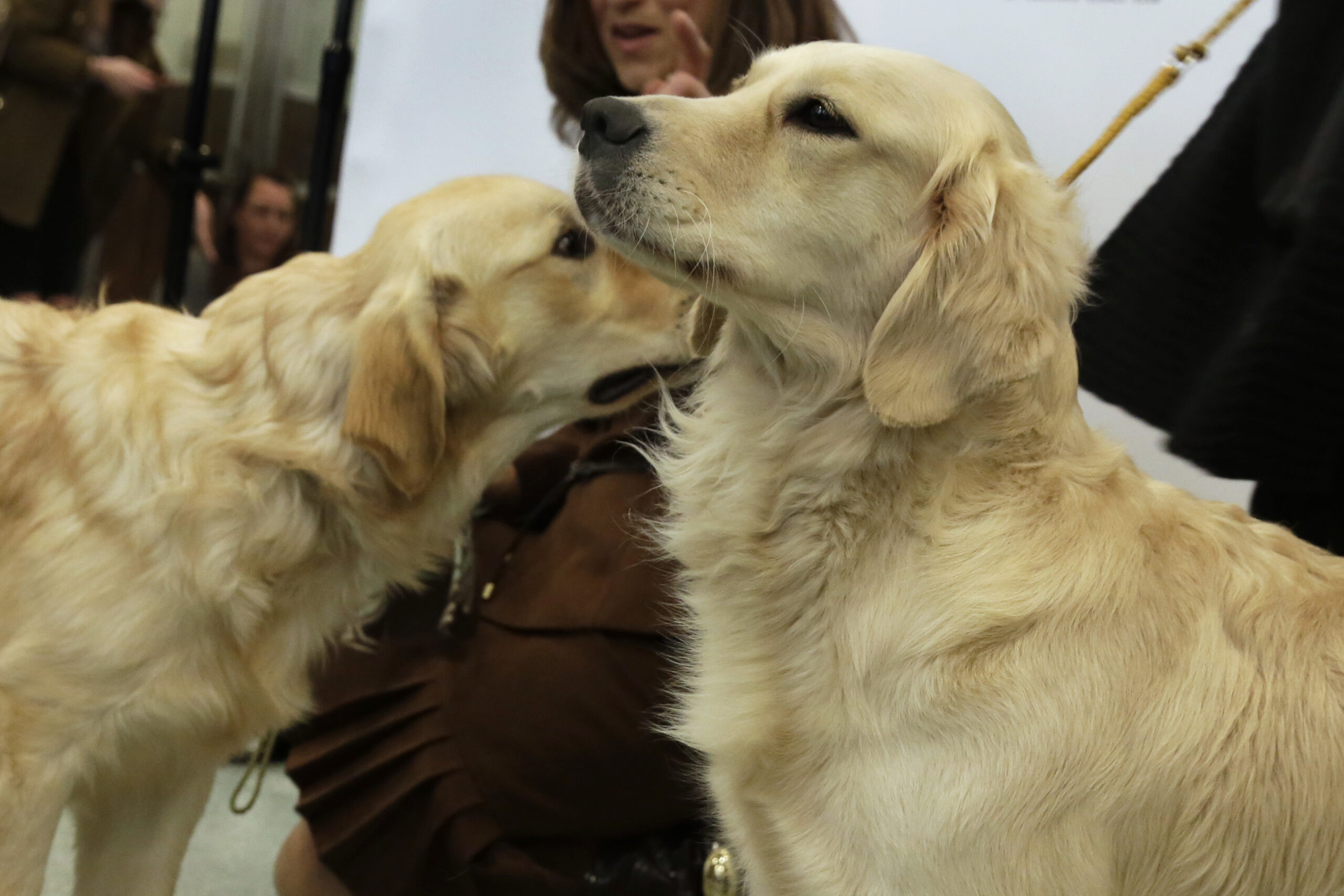 A first: Air Force hires working dog for sexual assault victims