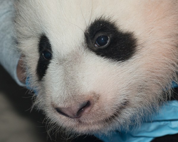 National Zoo names 100-day-old panda cub Bao Bao