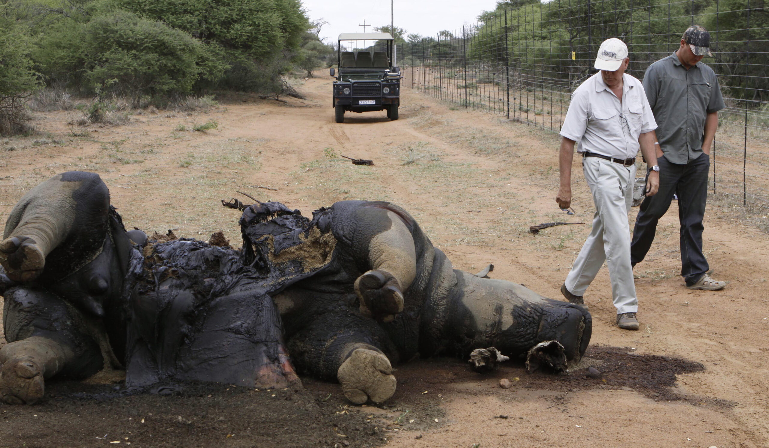 Thieves steal rhino horns in South Africa
