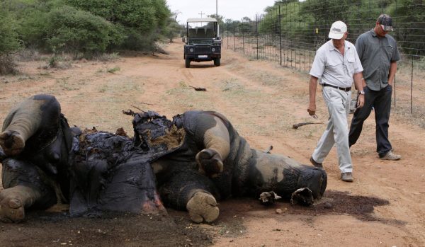Thieves steal rhino horns in South Africa