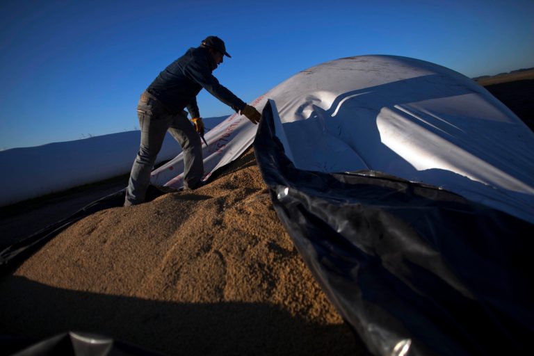   In this July 14, 2012 photo, a worker opens a portable silo bag to load into a truck to be transported for sale at a farm near Pergamino, Argentina. China is the leading buyer of Argentine soybeans, with most of the country's fertile land nowadays covered with the crop, its principal export. As Chinese ate more pork, fried chicken and hamburgers, increasing the demand for soybeans to make cooking oil and feed for pigs and cows, cattle ranchers in Latin America turned grazing land into fields of soy, a crop few in their region consume. (AP Photo/Natacha Pisarenko)  