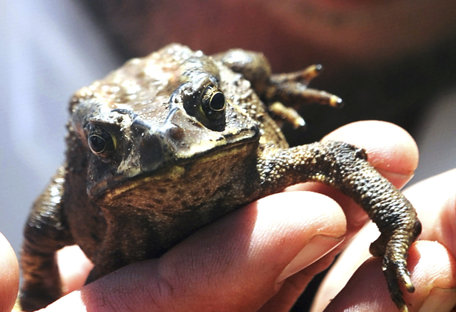 Asian toad stowaway gets new home in South Africa