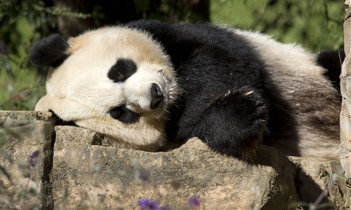 National Zoo artificially inseminates giant panda