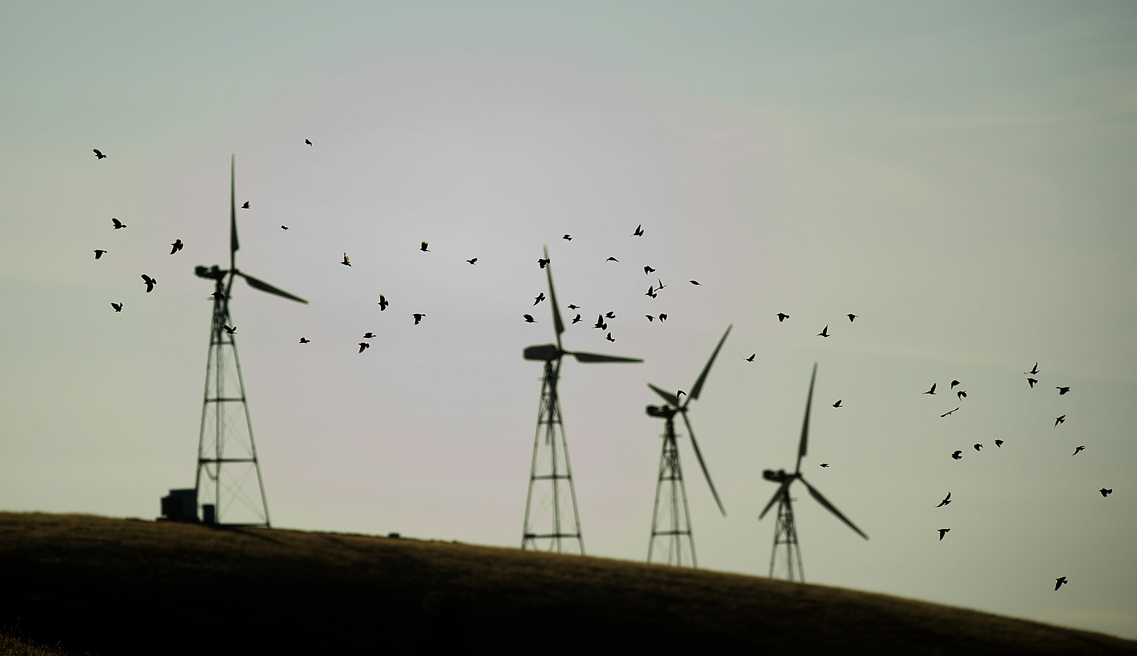 Former officials protest Trump’s move to ease bird kill regulations