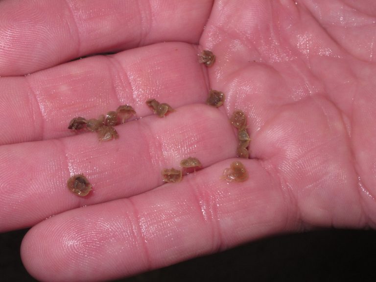 This Sept. 26, 2014 photo shows about a dozen tiny horseshoe crabs that has been raised in an aquacluture center run by Rutgers University in Lower Township, N.J. before they were released into the wild. The center aims to help boost the population of horseshoe crabs and create economic opportunities in southern New Jersey. (AP Photo/Wayne Parry)