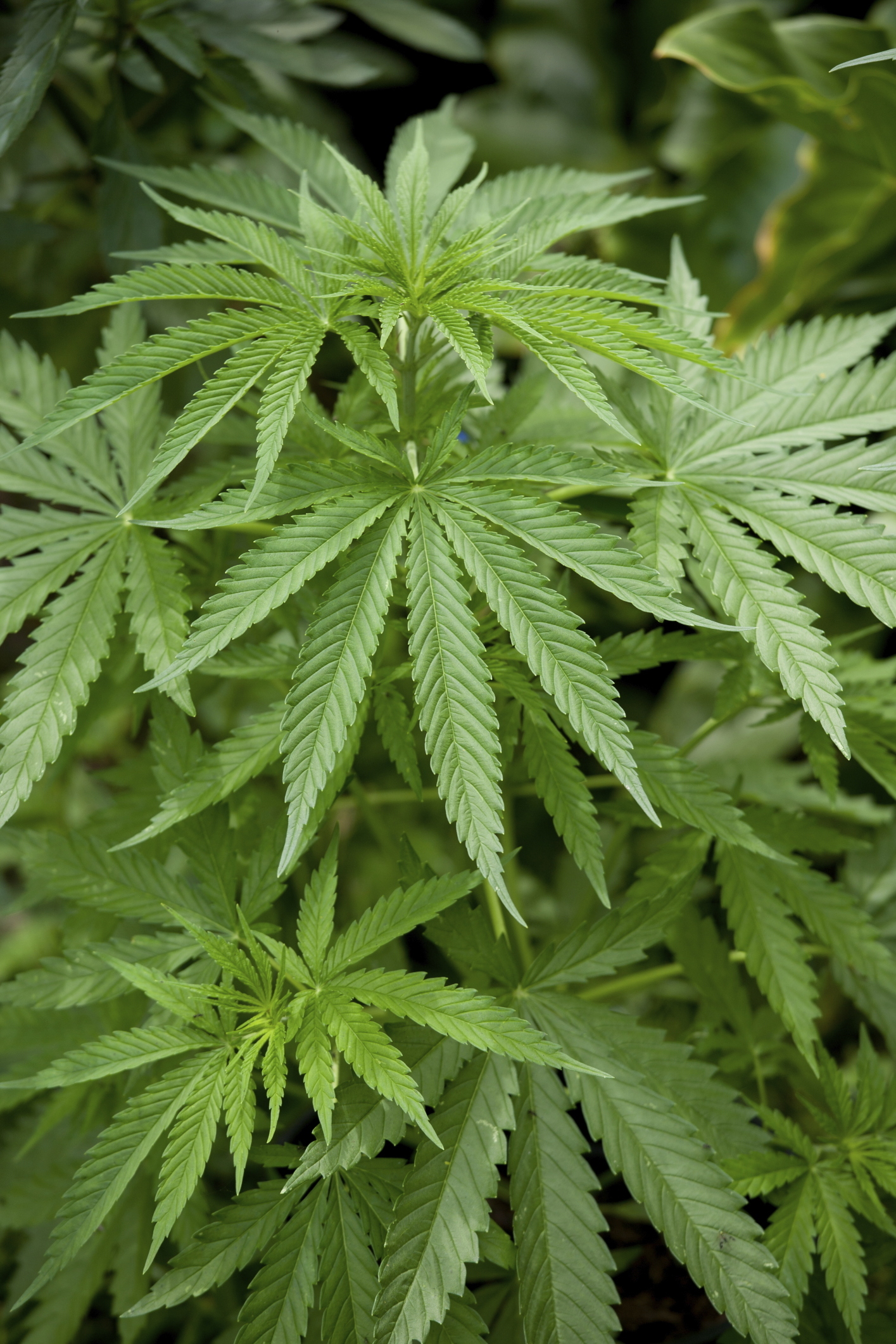 D.C. corrections officer arrested after dog detects marijuana in jail locker