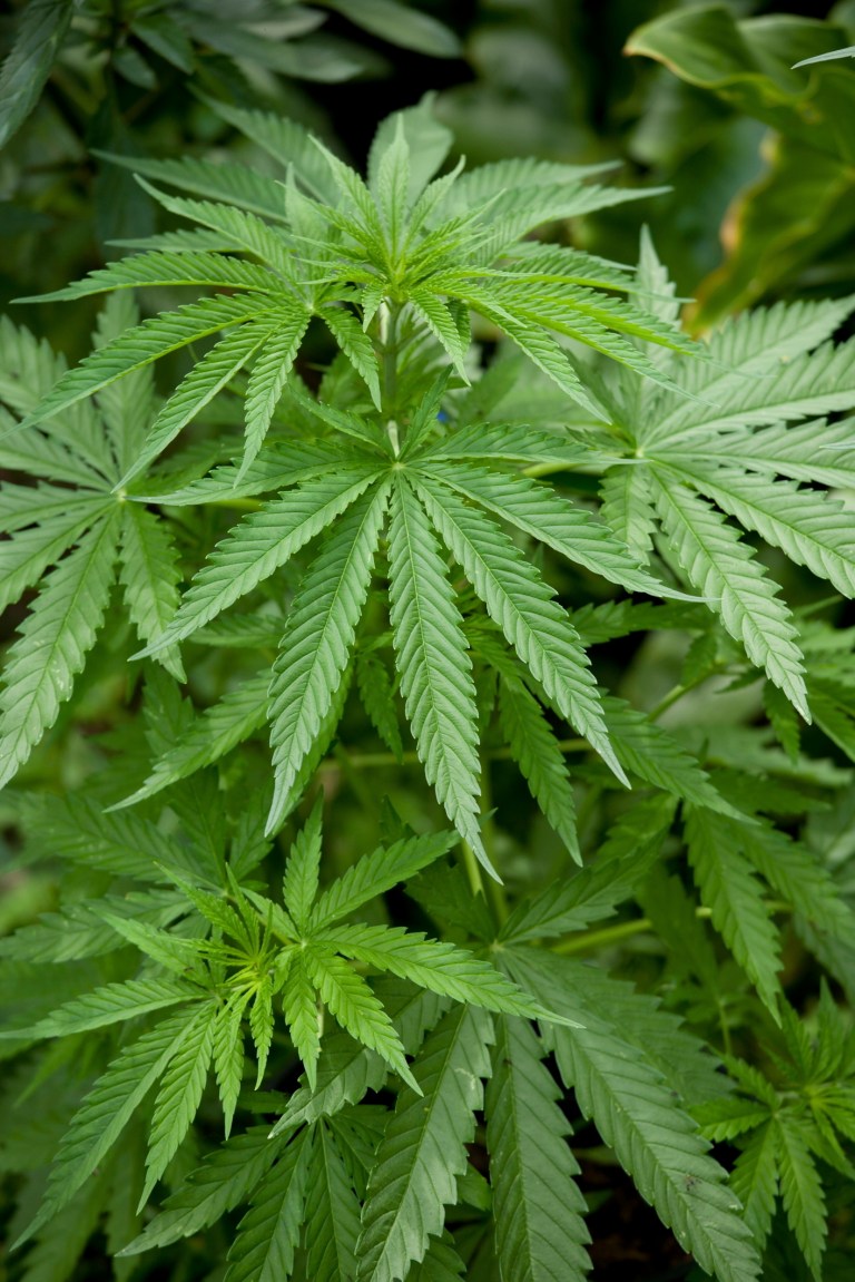 A police dog found marijuana in the locker of Jonathan Womble, a corrections officer at the D.C. Jail. (Photo: Thinkstock)