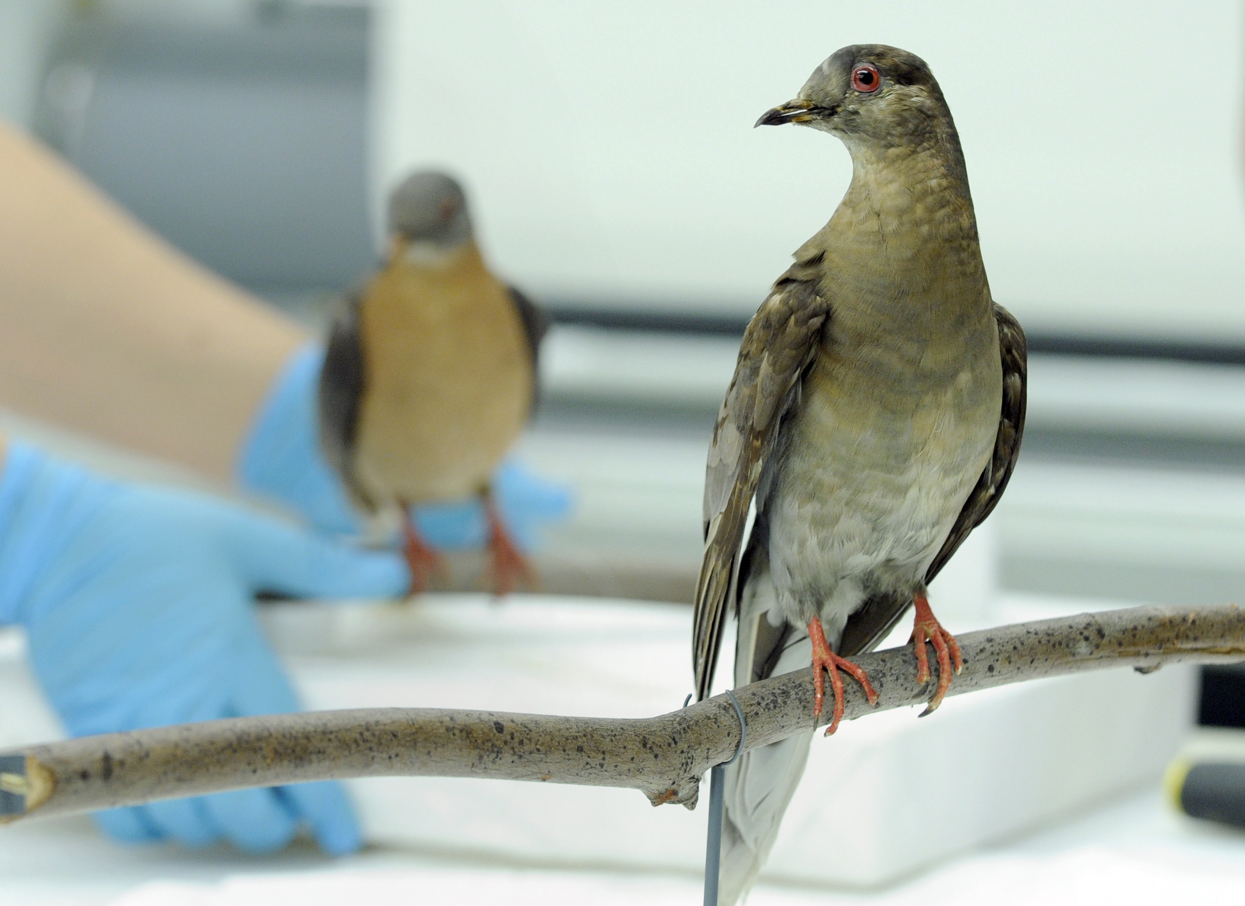 Racism is for the birds, and the toxic intellectualism of affluent, white liberals